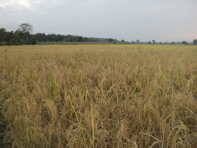 A paddy field in Assam