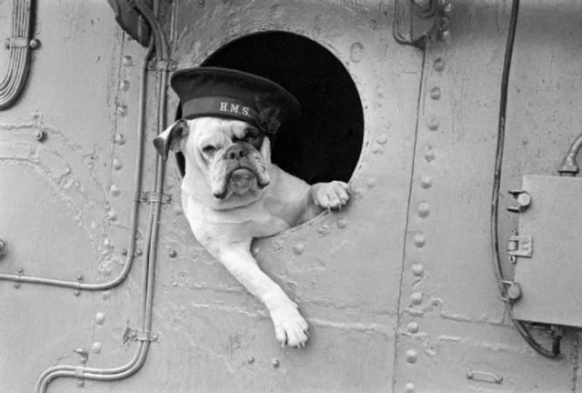 "Venus", the Bulldog mascot of WWII Royal Navy destroyer HMS Vansittart