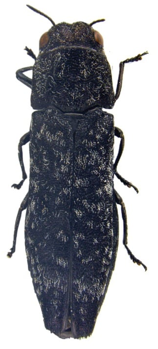 Agrilus tesselatus holotype.