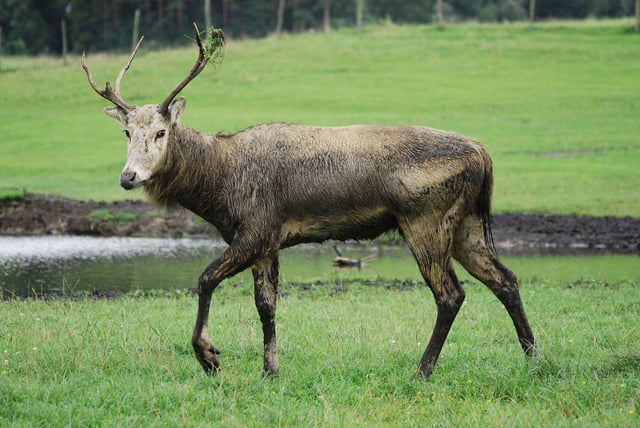 Père David's deer is an extremely endangered species, and extinct in the wild