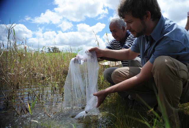 Public health officers releasing P. reticulata fry into an artificial lake in the Lago Norte district of Brasília, Brazil, as part of a vector control effort