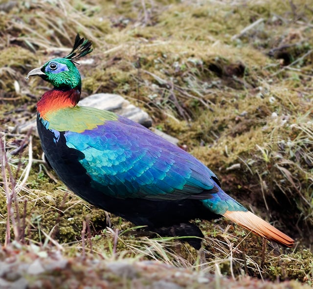 Himalayan monal (Danphe), the national bird of Nepal, nests high in the himalayas