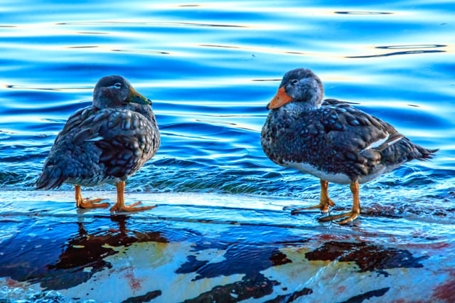 Flying steamer ducks in Ushuaia, Argentina