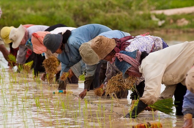 Cambodian women planting rice.