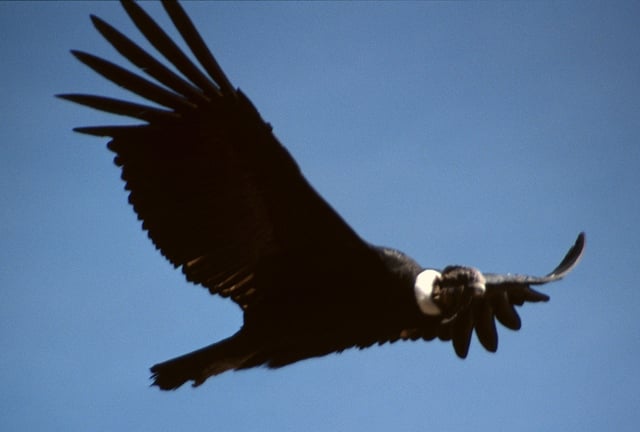Andean condor (Vultur gryphus), the national bird of Chile.