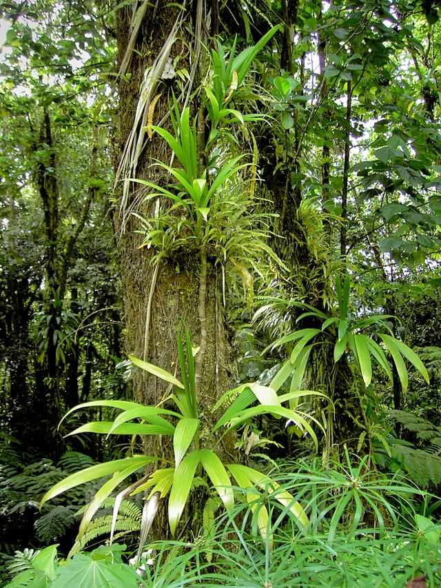 Rich rainforest habitat in Dominica