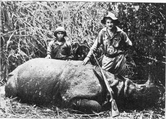 Male Javan rhino shot in 1934 in West Java. Today only small numbers of Javan rhino survive in Ujung Kulon; it is the world's rarest rhino.