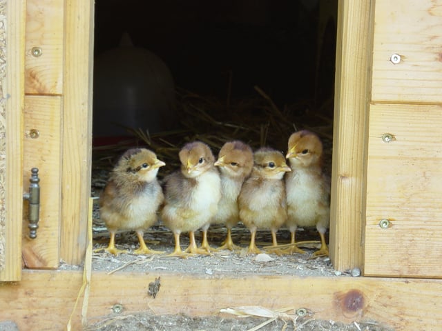 Chicks before their first outing