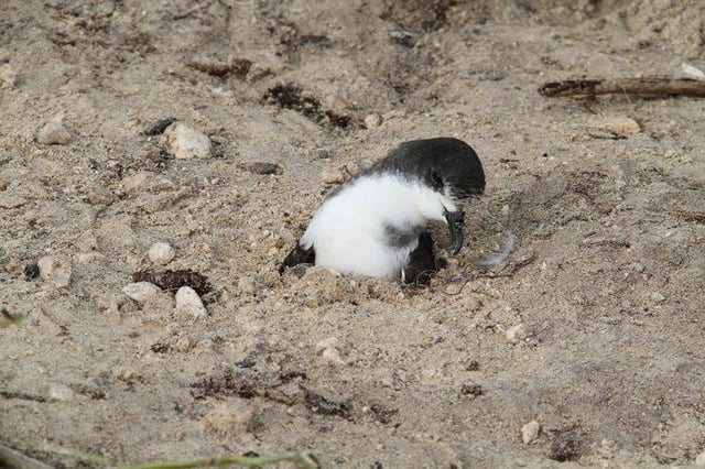 A Bonin petrel trapped in the sand on Midway Atoll by the tsunami, before being rescued