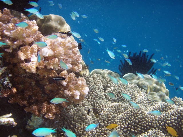 According to Conservation International, Raja Ampat Islands has the highest recorded level of diversity in marine life