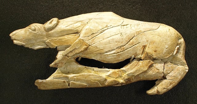 Atlatl mammoth ivory "creeping hyena", found in La Madeleine rock shelter, dated back to circa 12,000 to 17,000 years ago