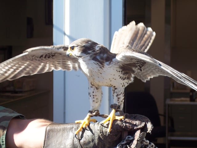 Echo, one of USAFA's trained prairie falcon mascots