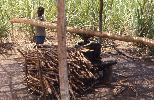 A boy grinding sugar cane.