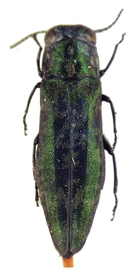 Agrilus kurandae lectotype.