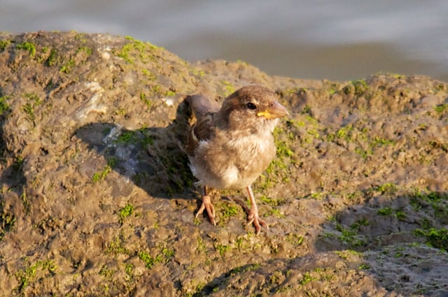 A juvenile house sparrow by the Hudson River