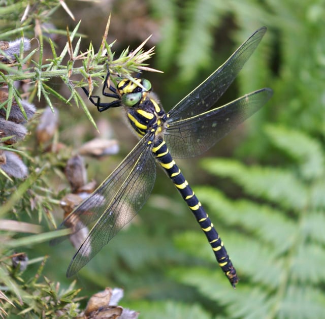 Golden-ringed dragonfly