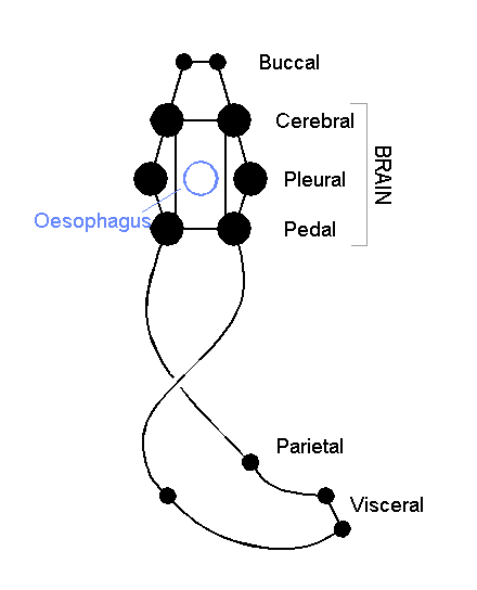 Simplified diagram of the mollusc nervous system