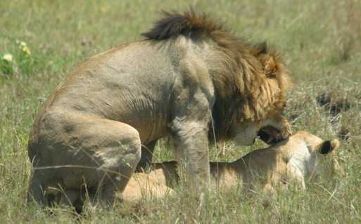 A pair of lions copulating in the Maasai Mara, Kenya