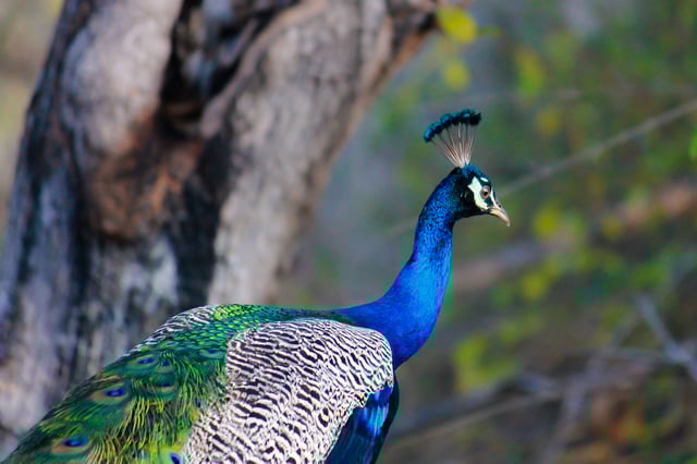 Wild peacocks live by the canyons of Santa Susana Knolls.