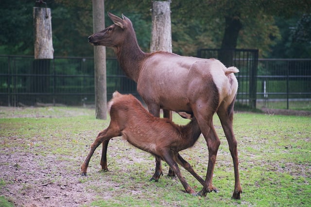 Female elk nursing young