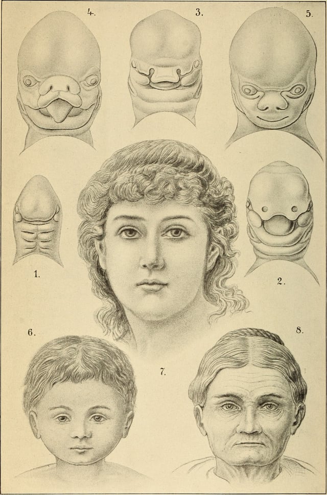 Human face development, by Haeckel