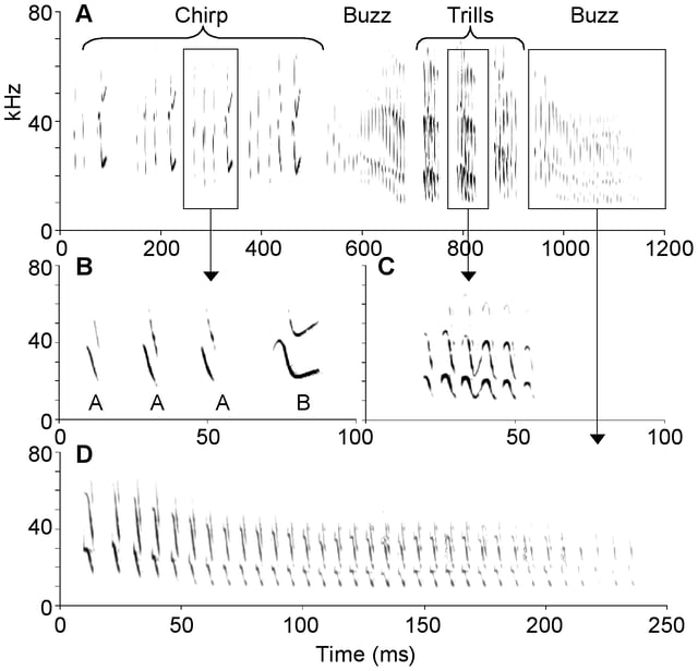 Acoustics of the songs of Mexican free-tailed bats