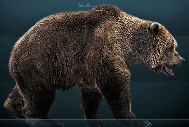 A reconstruction of the cave bear, a close relative of the brown bear that coexisted throughout its evolutionary history