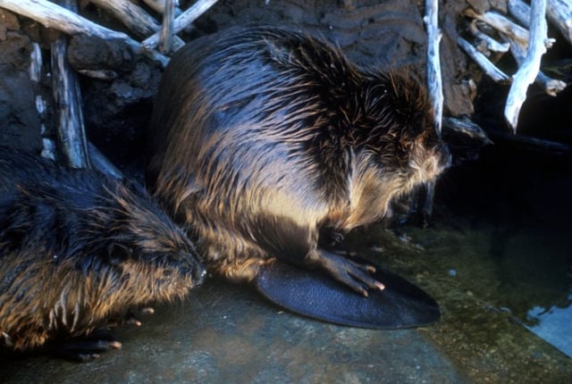 A pair of beavers. Beavers are monogamous, with a beaver's social organization consisting of a pair of adults, and its offspring.