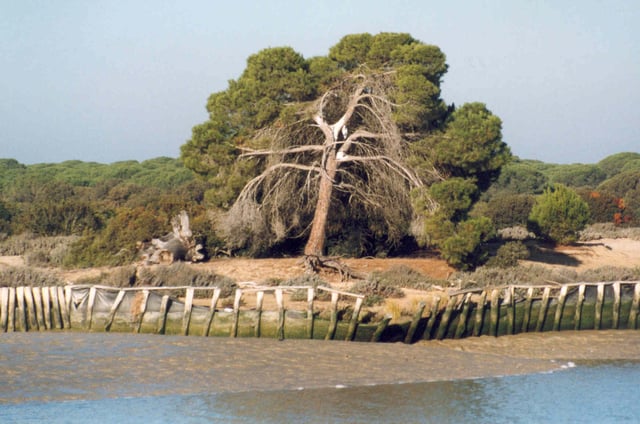 Banks of the River Guadalquivir in Doñana National Park