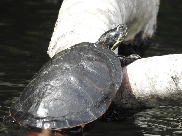 A northern red-bellied cooter in Long Pond in Plymouth, Massachusetts in July 2016.