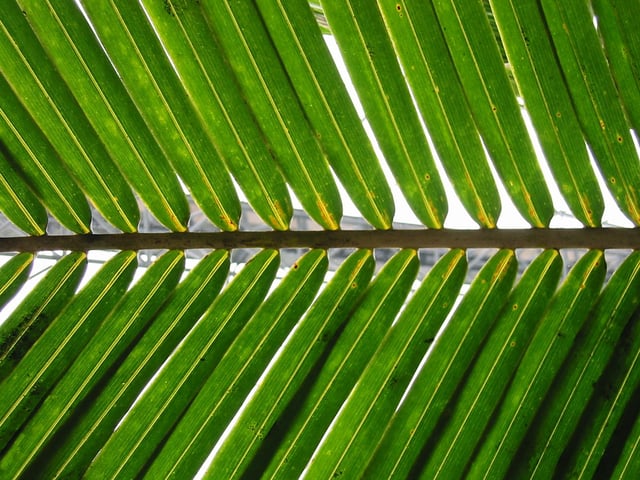 A tender palm frond was a symbol of Nri