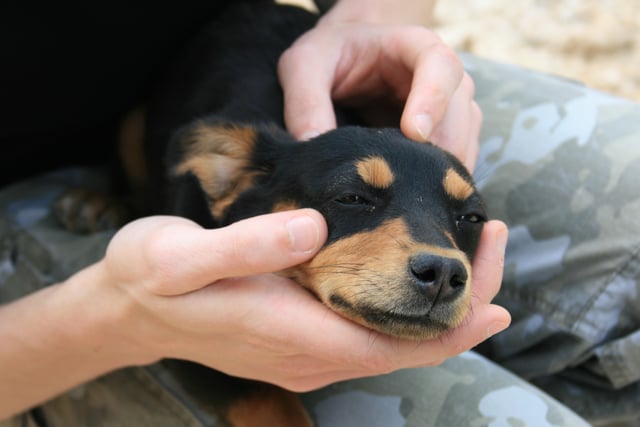 Doberman puppy being cuddled