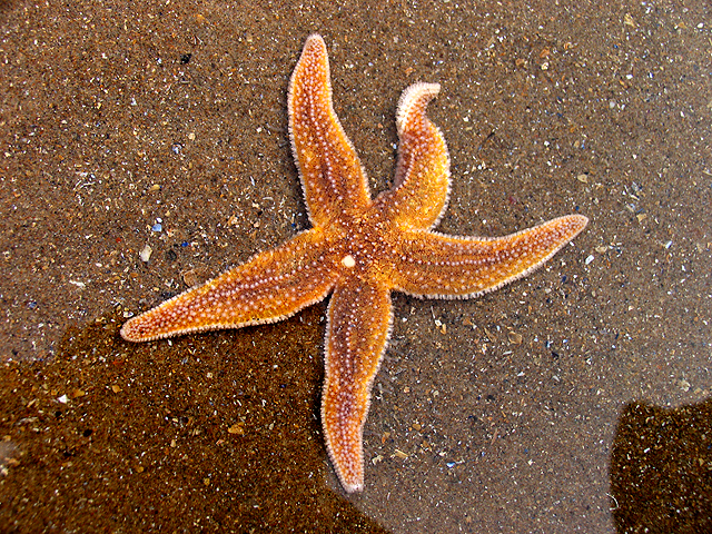 Common starfish, a member of Forcipulatida