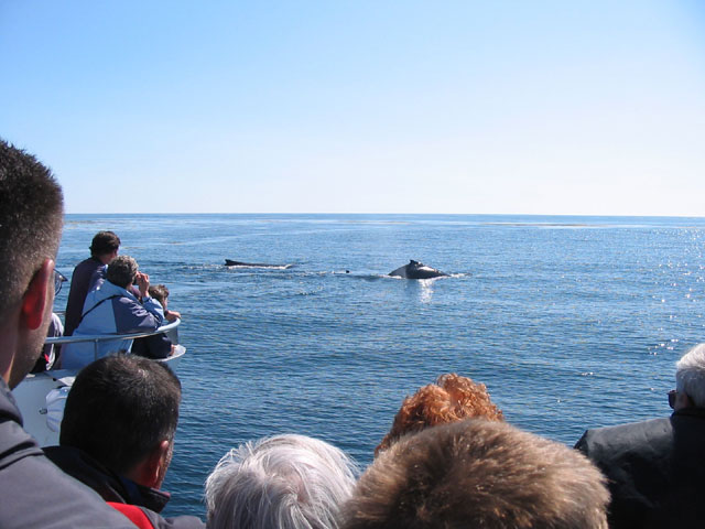 Whale watching off Bar Harbour, Maine