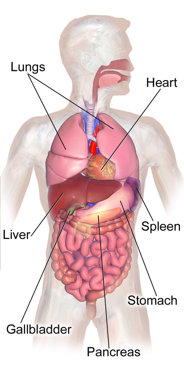 Abdominal organs anatomy.