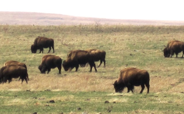 Bison at the Tallgrass Prairie Preserve in Oklahoma