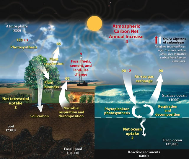 This diagram of the fast carbon cycle shows the movement of carbon between land, atmosphere, and oceans in billions of metric tons of carbon per year. Yellow numbers are natural fluxes, red are human contributions in billions of metric tons of carbon per year. White numbers indicate stored carbon.