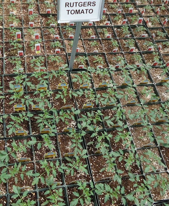 The Rutgers Tomato growing at a New Jersey greenhouse