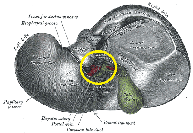 Hilum of the liver, circled in yellow