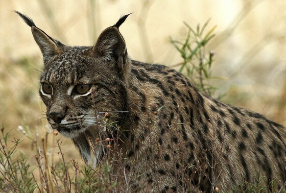 The Iberian lynx (Lynx pardinus)