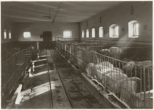Interior of pig farm at Bjärka-Säby Castle, Sweden, 1911