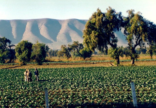 Farmers in a field in Puebla
