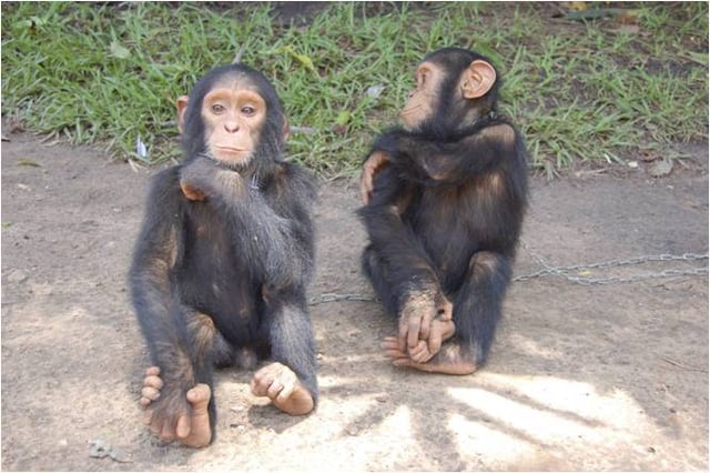 Two juvenile Central chimpanzees, the nominate subspecies