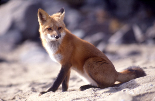 The soft, fine hair found on many nonhuman mammals is typically called fur.