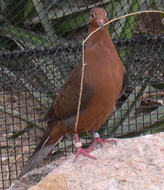 The Socorro dove is extinct in the wild.