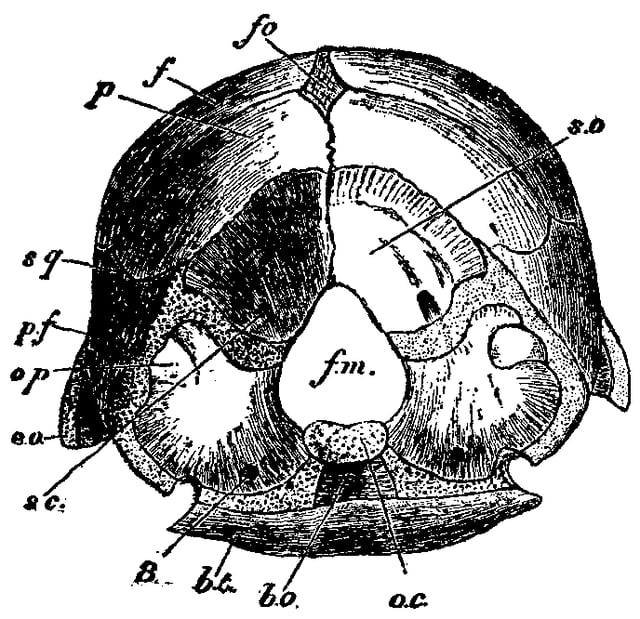 Skull of a three-week-old chicken.