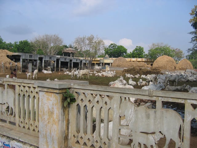 A goshala or cow shelter at Guntur