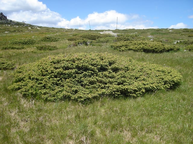 Prostrate specimens of Juniperus communis subsp. alpina, in Vitosha, Bulgaria