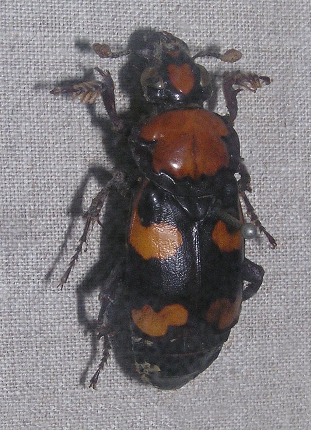 American burying beetle, an endangered species