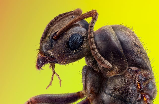 Macro portrait of an ant
